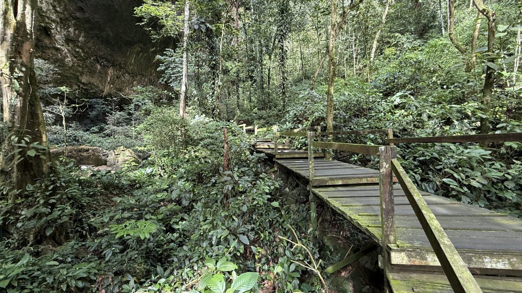 Mulu National Park Dschungel