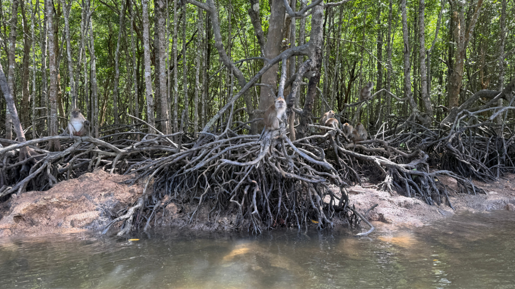 Four Seasons Resort Langkawi Mangroven
