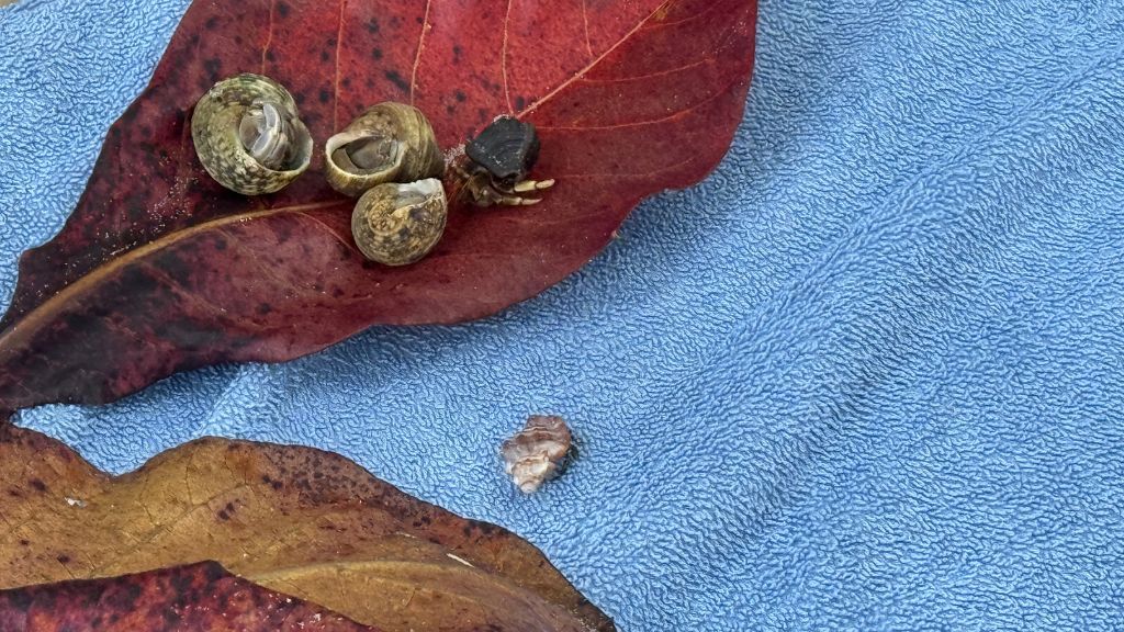 Gaya Island Resort Kota Kinabalu Tiere (1)