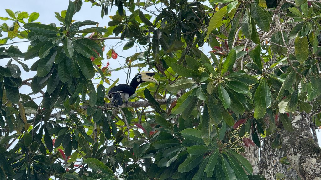 Gaya Island Resort Kota Kinabalu Tiere