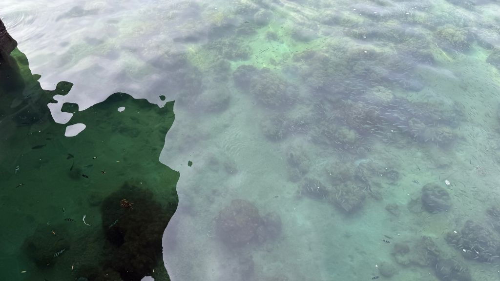 Gaya Island Resort Kota Kinabalu Wasser Fische