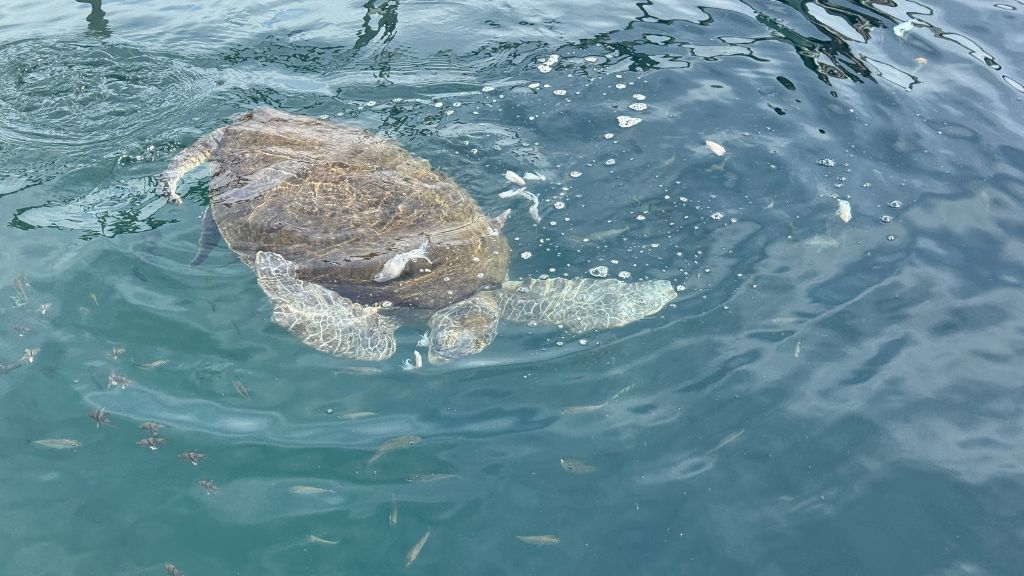 Gaya Island Resort Kota Kinabalu Wasser Klar Schildkroete