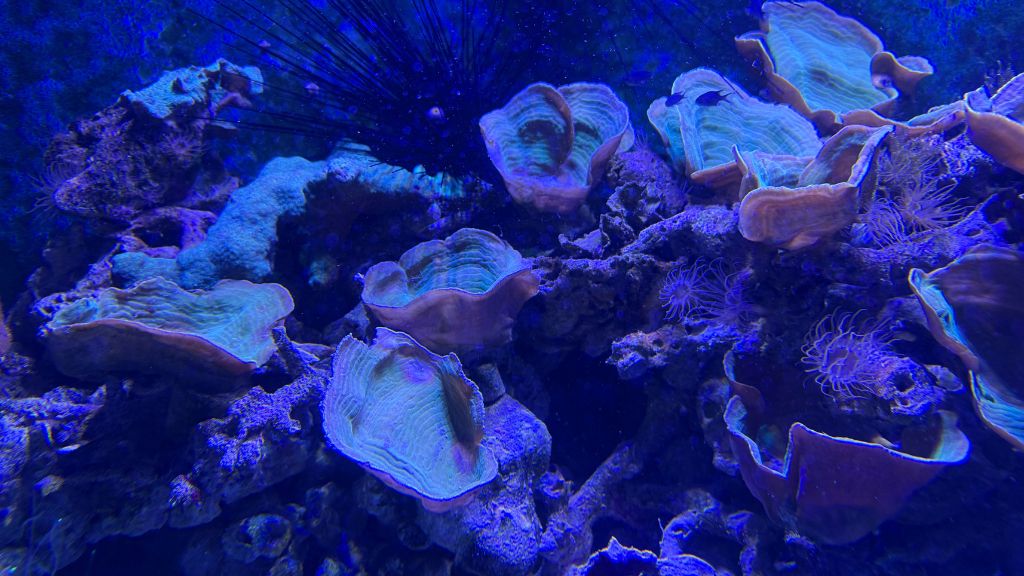 Gaya Island Resort Kota Korallen Rescue