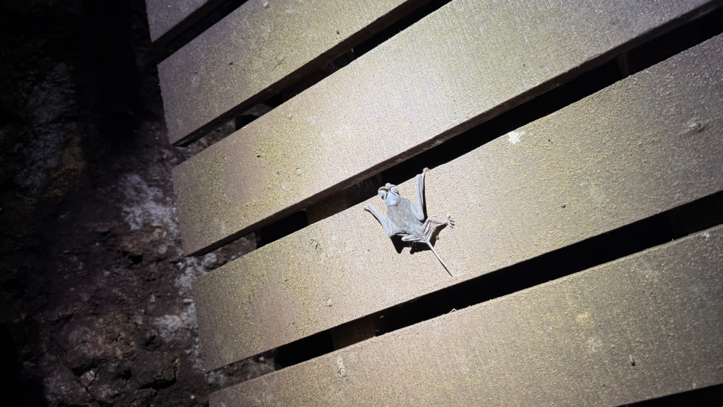 Mulu Marriott Resort Hoehlen (1)