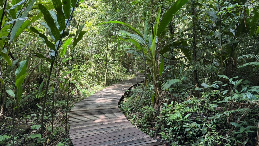 Mulu Marriott Resort Wanderung