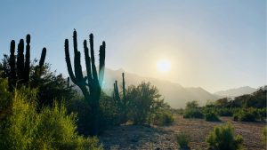 San Jose Del Cabo Sinai R Lozano