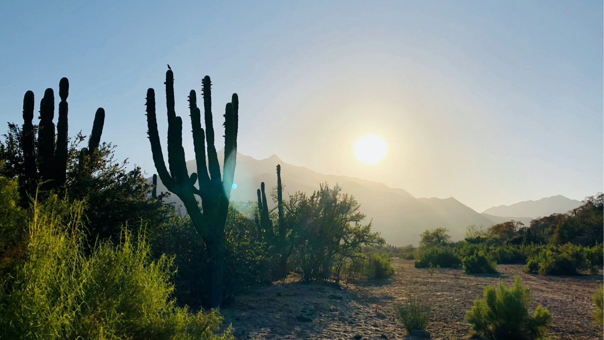 San Jose Del Cabo Sinai R Lozano