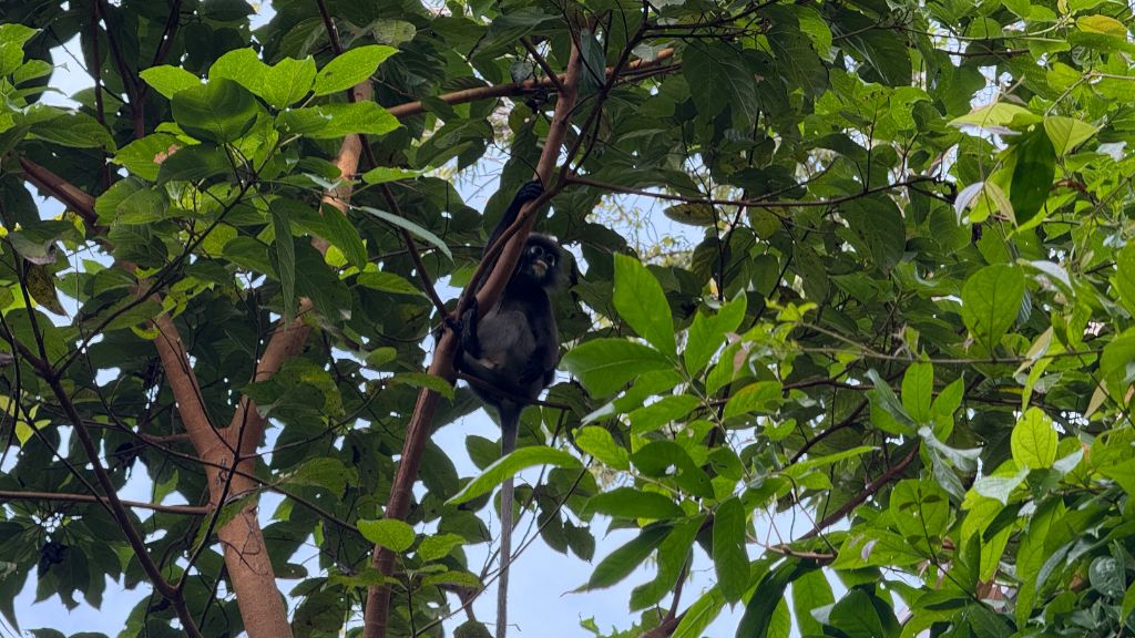 The Ritz Carlton Langkawi Affe