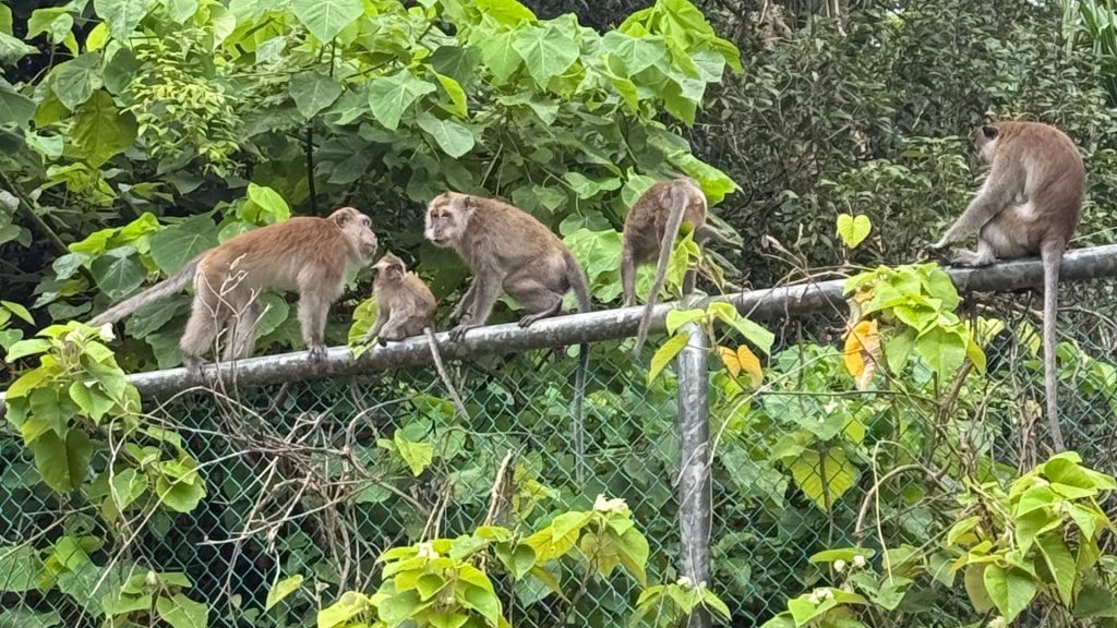 The Ritz Carlton Langkawi Affen
