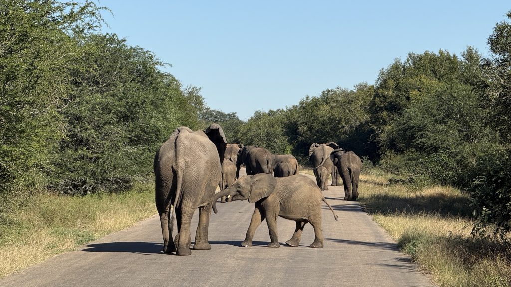 Safari Kruger Nationalpark