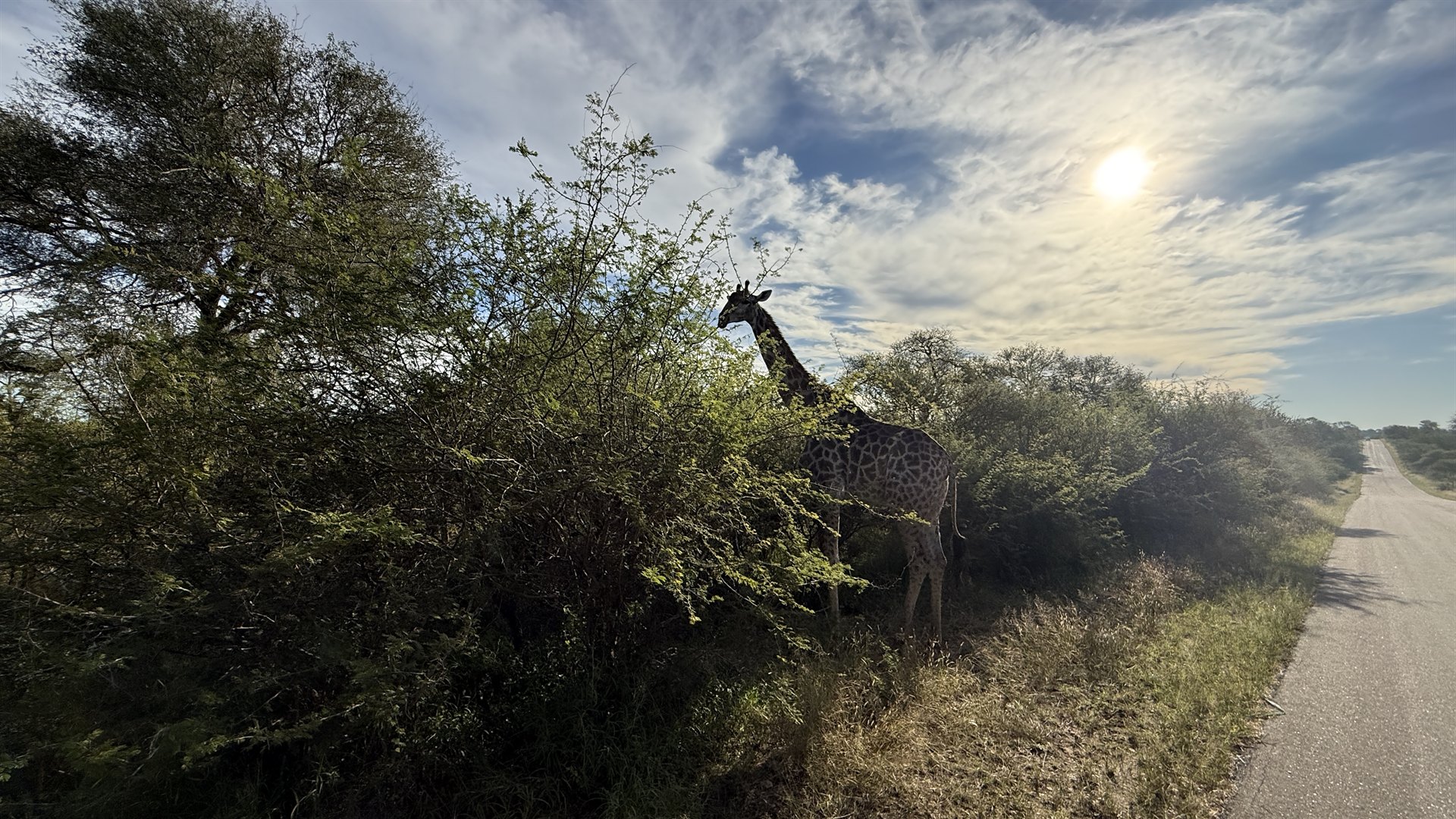 Leopard Sands Kruger Nationalpark Giraffe
