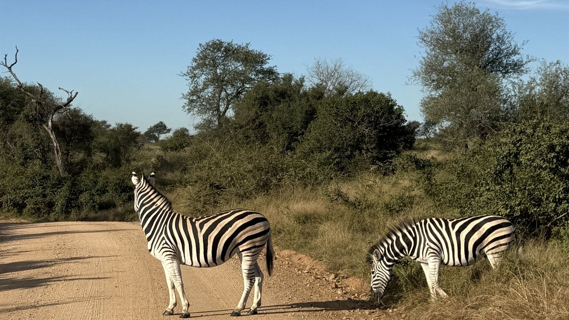 Leopard Sands Kruger Nationalpark Zebras