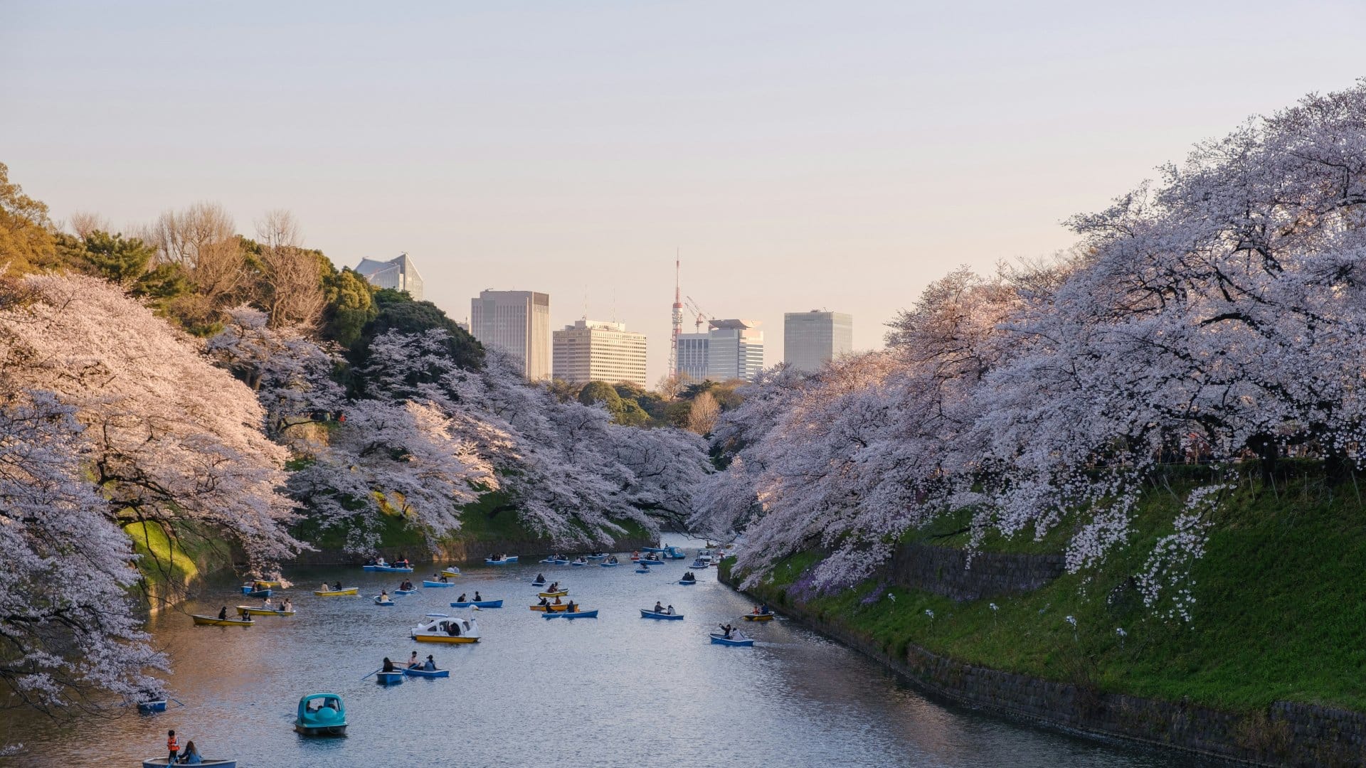Tokio Japan Sakura