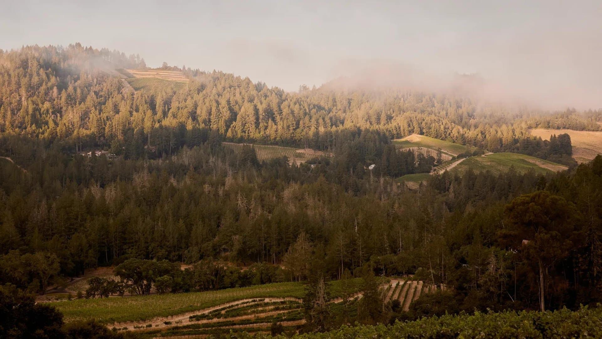 Rosewood Calistoga auf dem bewaldeten Bergkamm ueber dem Napa Valley